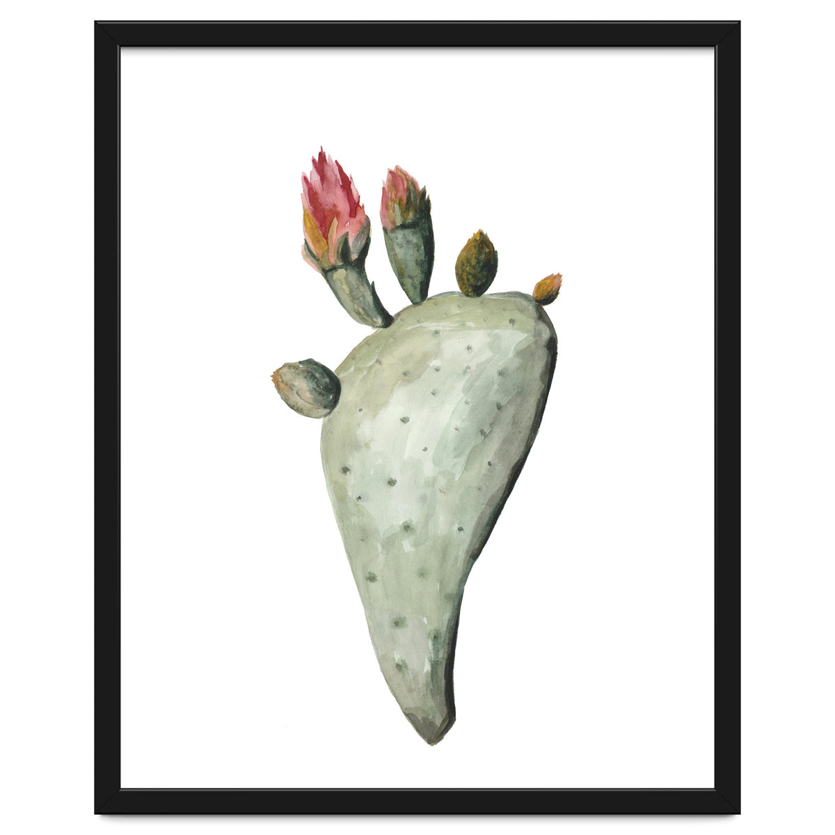 Botanical Illustration Cactus Flowers