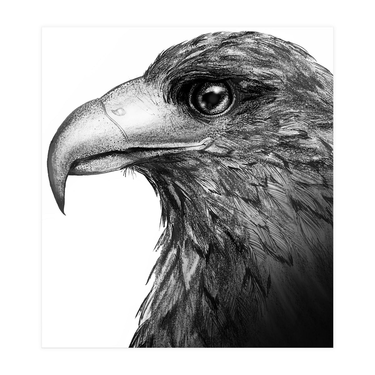 Harris's Hawk (Print Only)