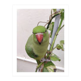 Attractive Indian Parrot (Print Only) thumbnail