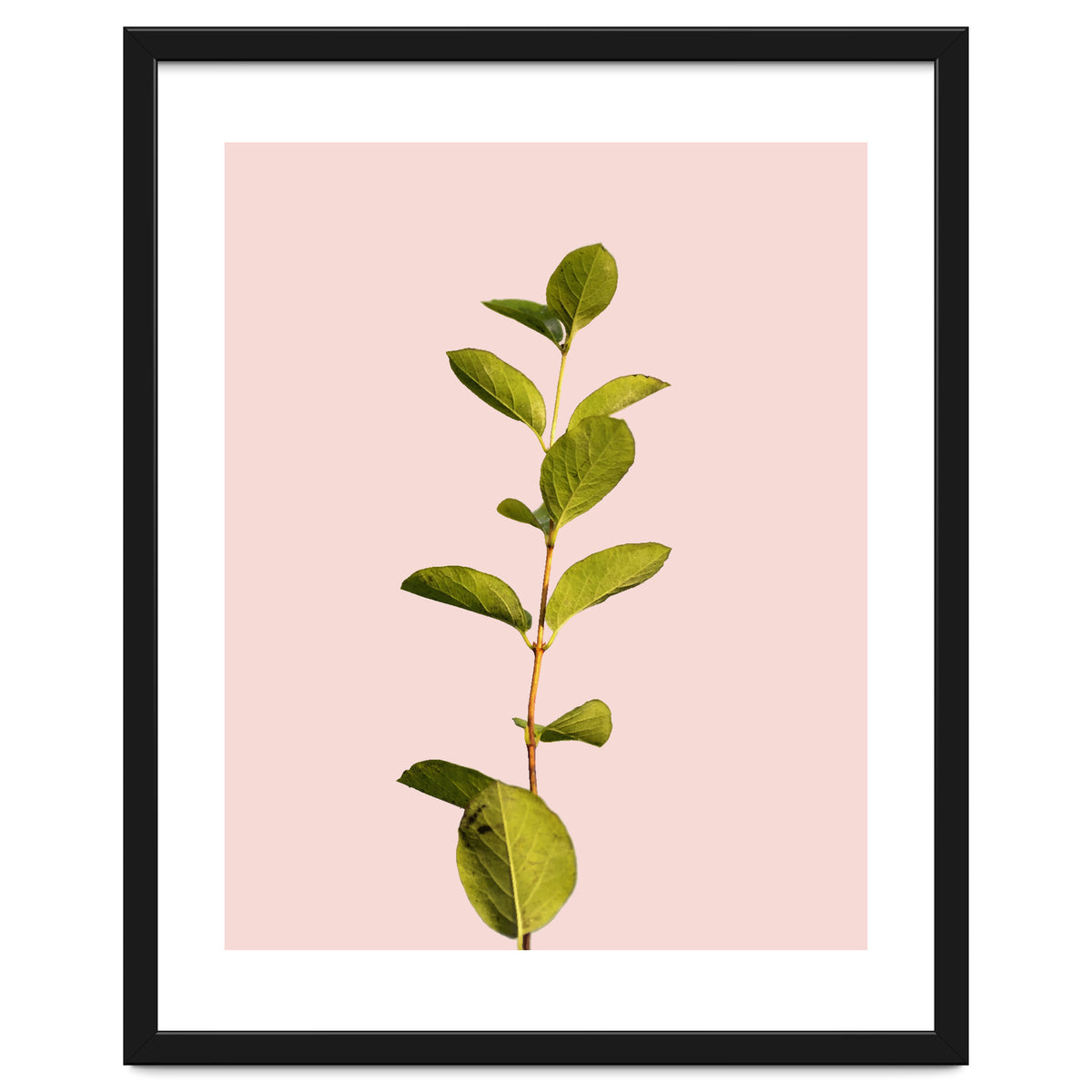 Botanical Art V3