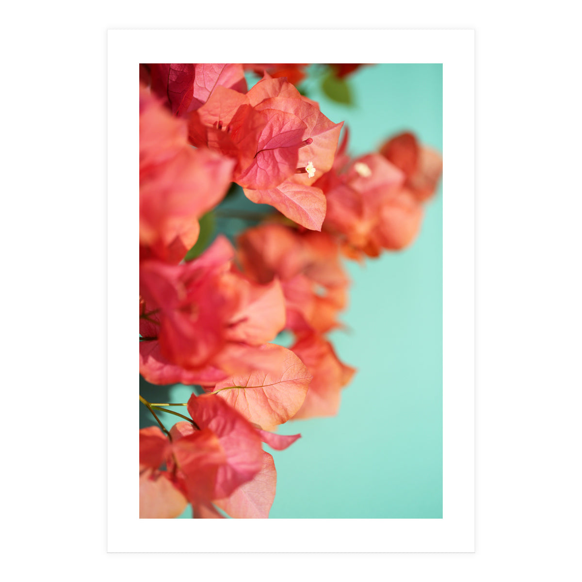 Bright Star #1  (Print Only)