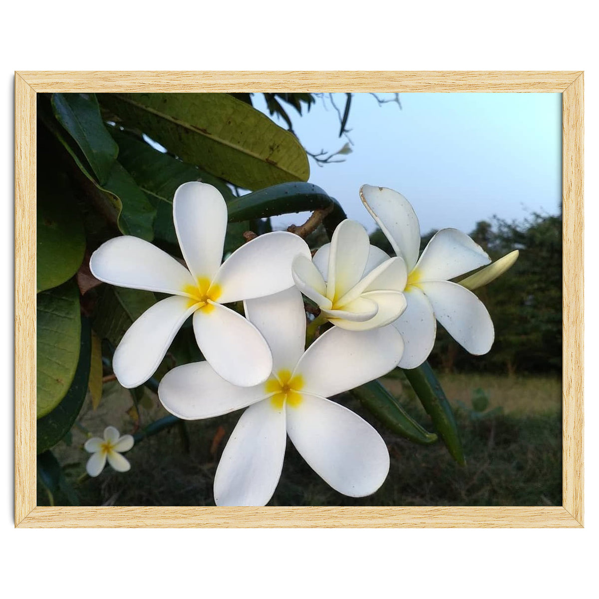 Frangipani