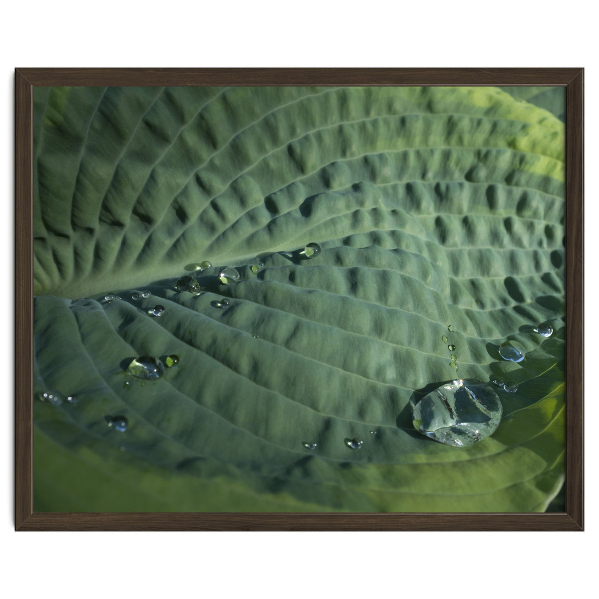 Hosta With Raindrops