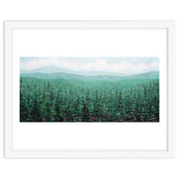 Oregon Pines