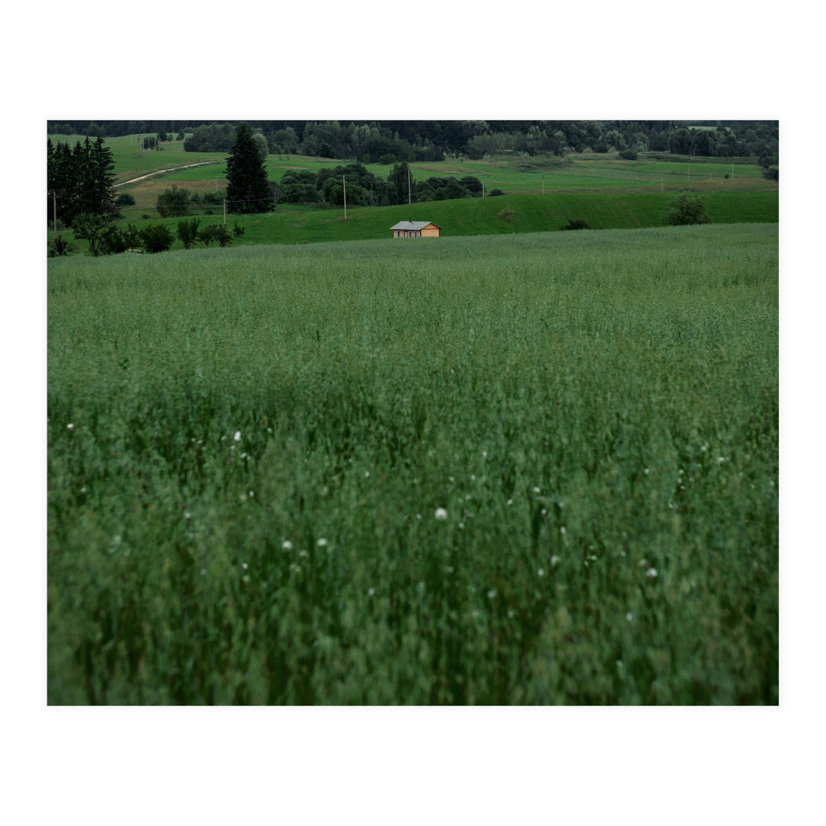 Green House (Print Only)