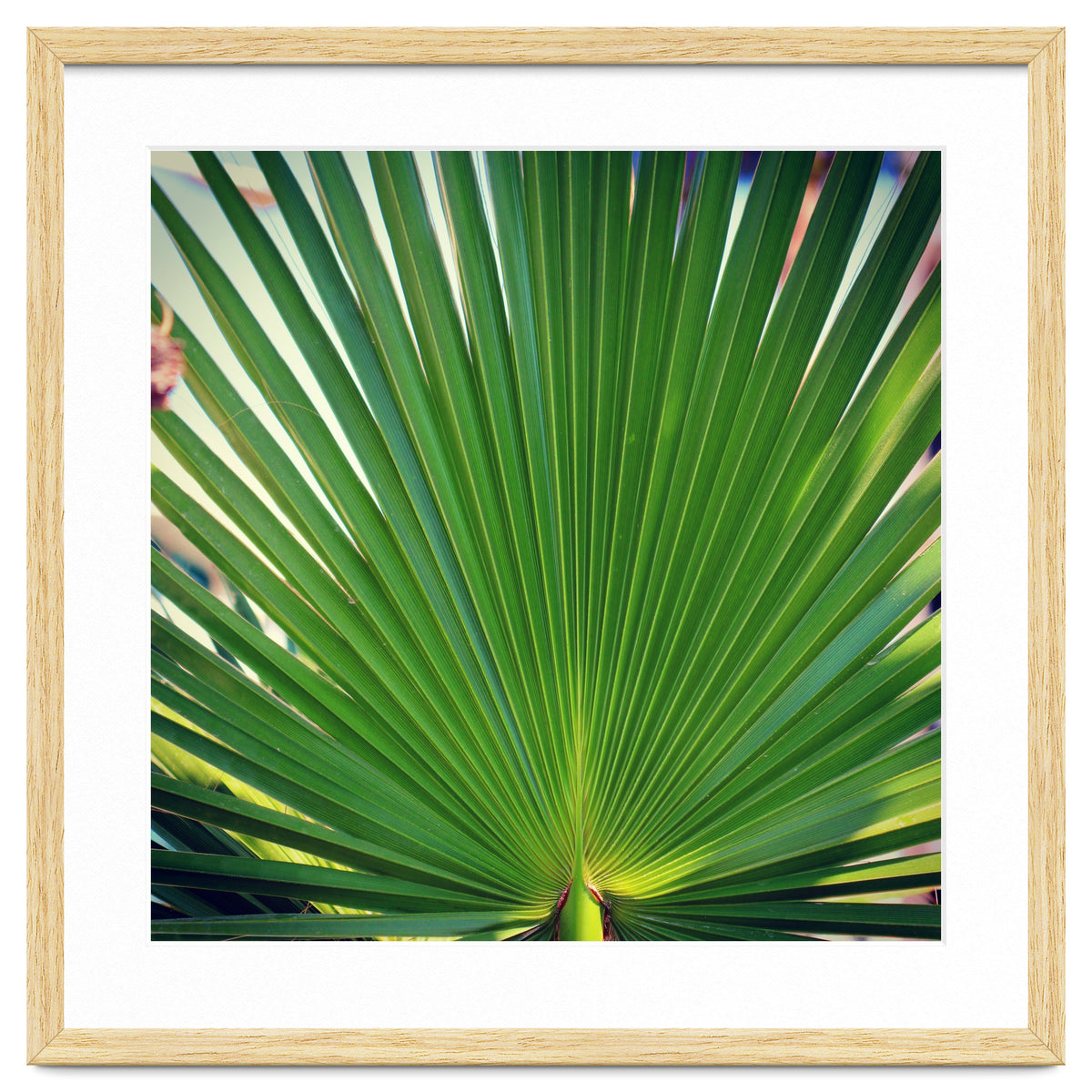 palm leaf