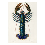 Crimson Crawfish illustrated (Print Only) thumbnail