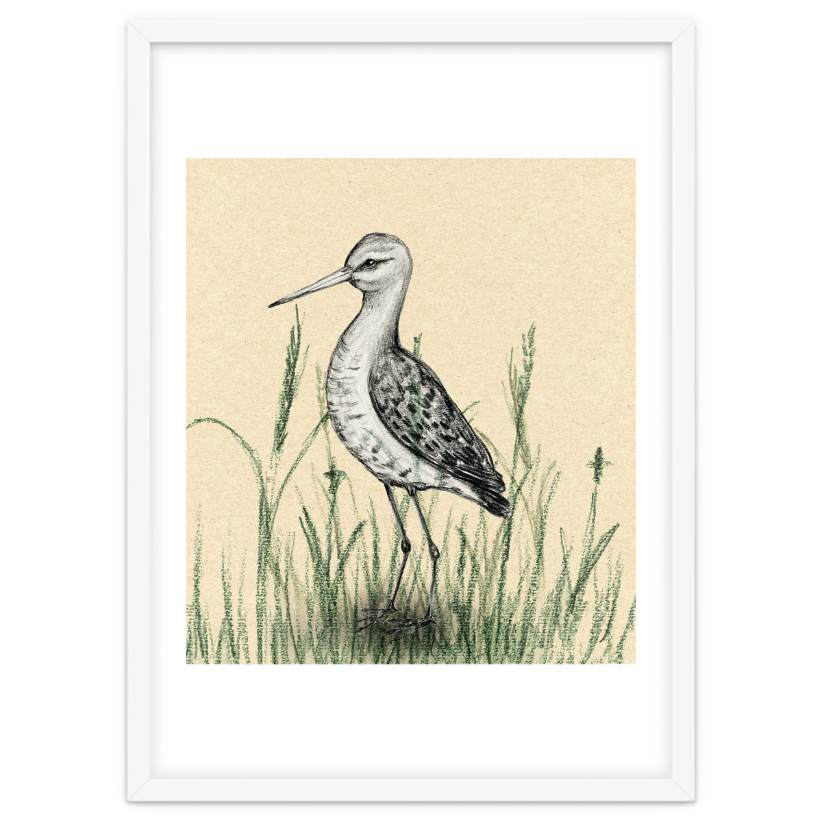 Black-tailed godwit in the grass