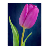 Tulip (Print Only) thumbnail