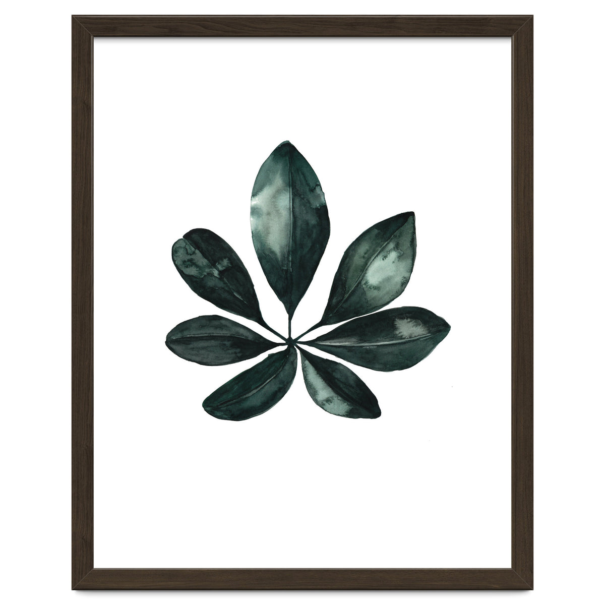 Botanical Illustration Arboricola Schefflera