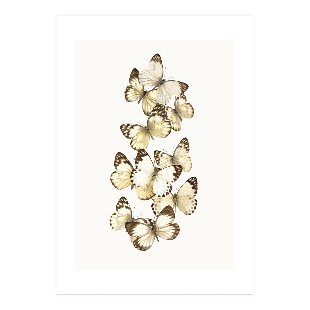 Cc Butterflies 01 (Print Only)