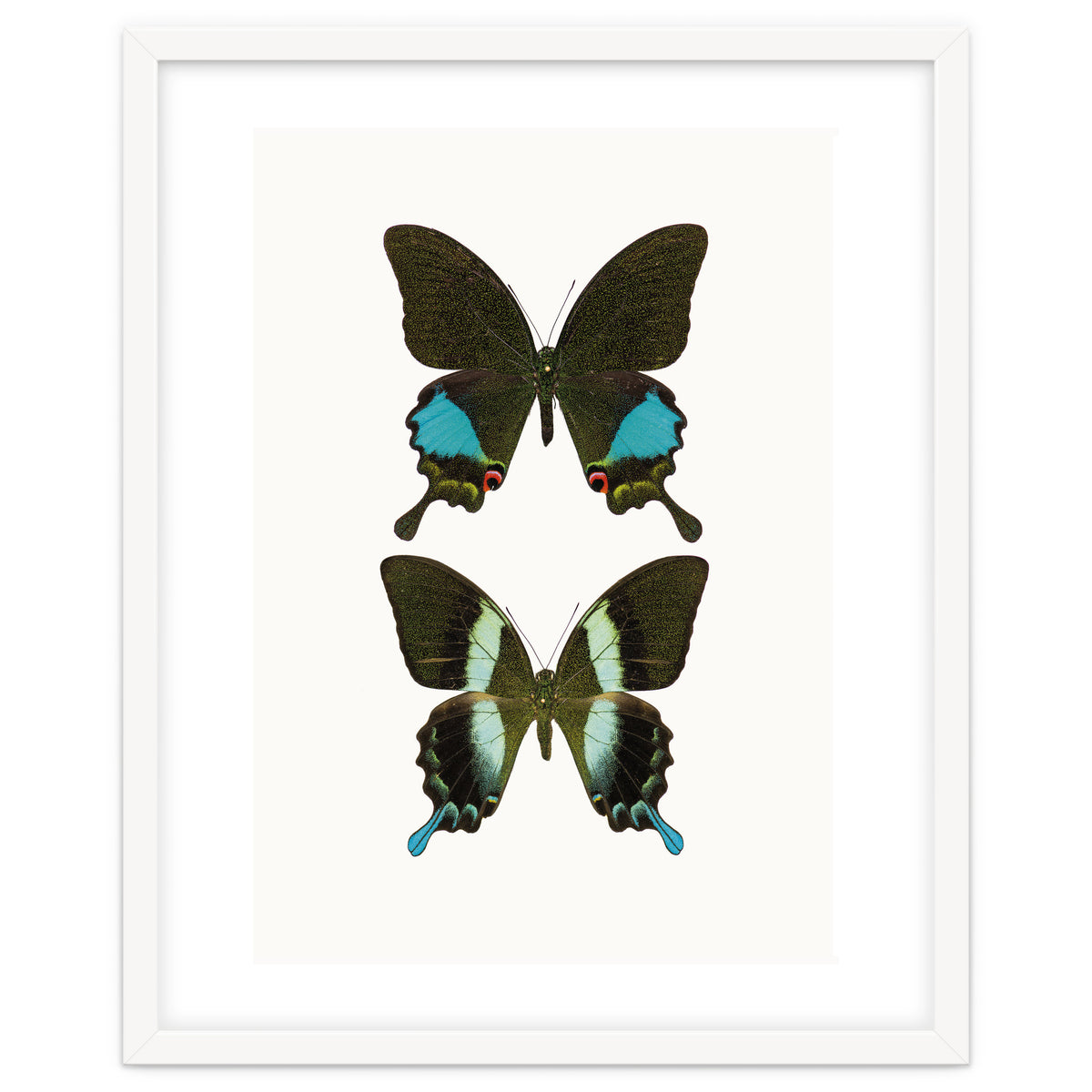 Cc Butterflies 02