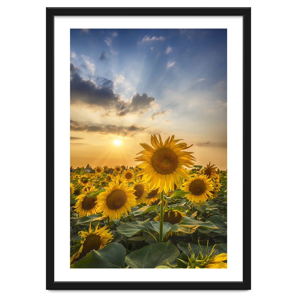 Sunflower field at sunset