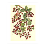 Raspberry (Print Only) thumbnail
