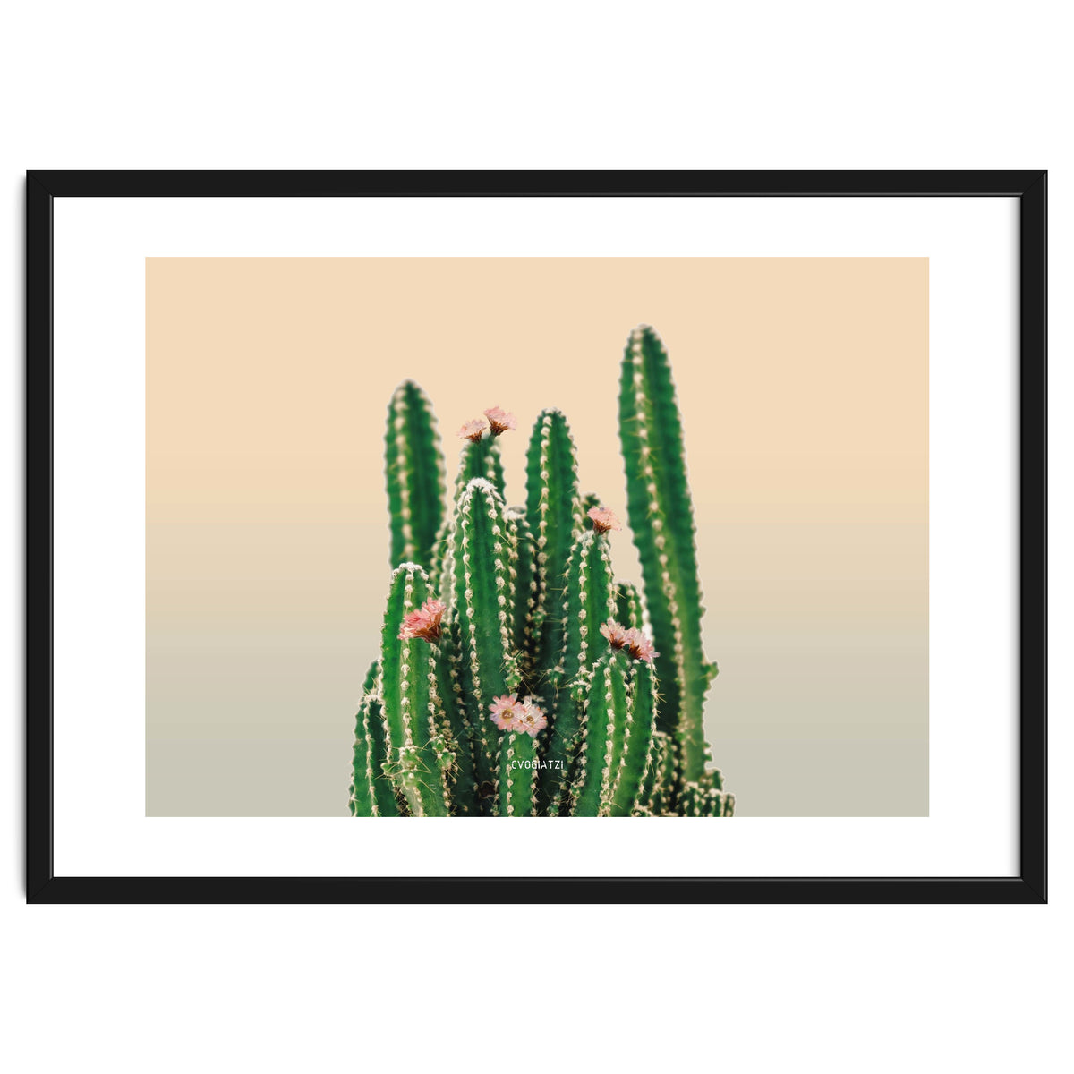 Flowered Cactus