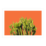 Bold Cactus (Print Only) thumbnail