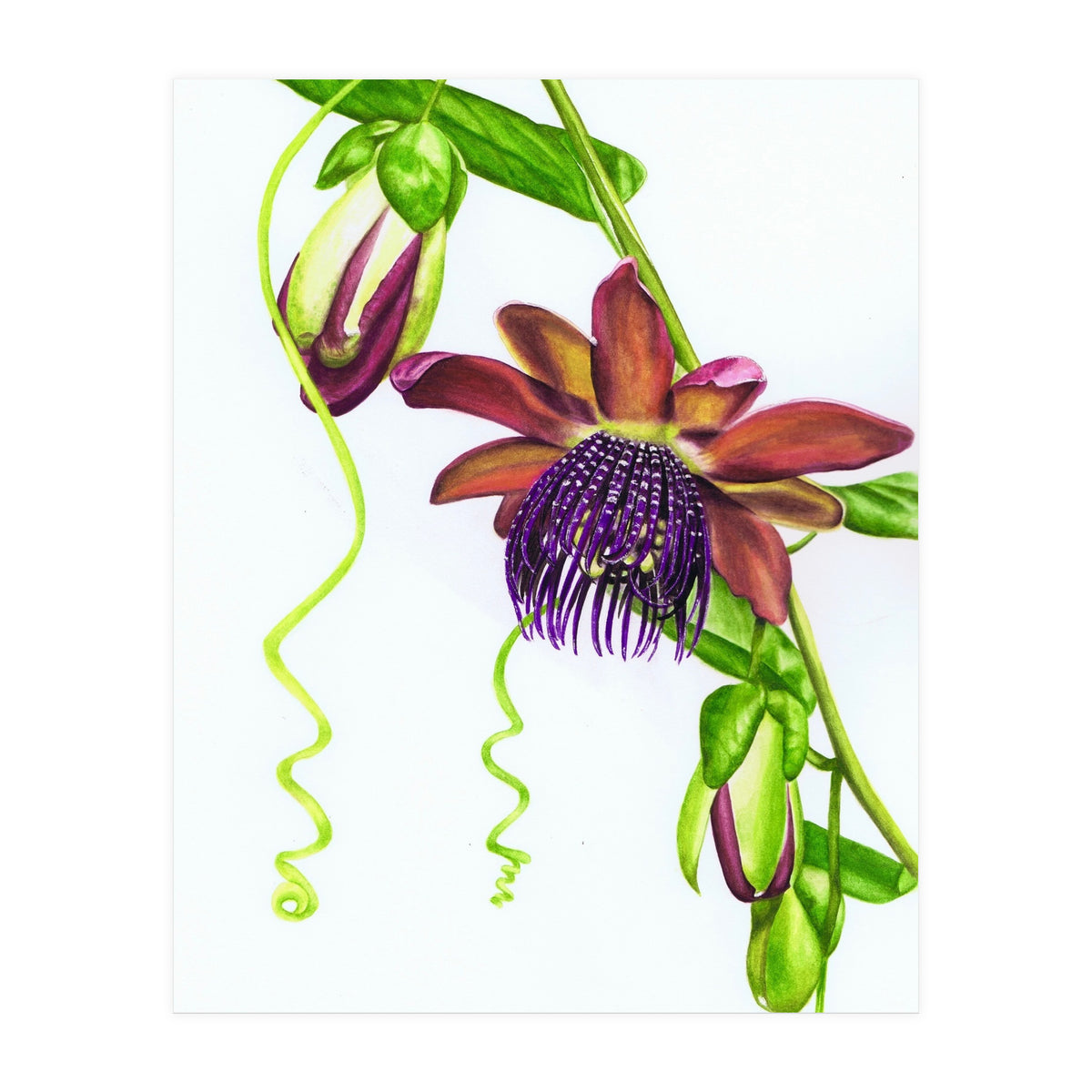 Giant Granadilla (Print Only)