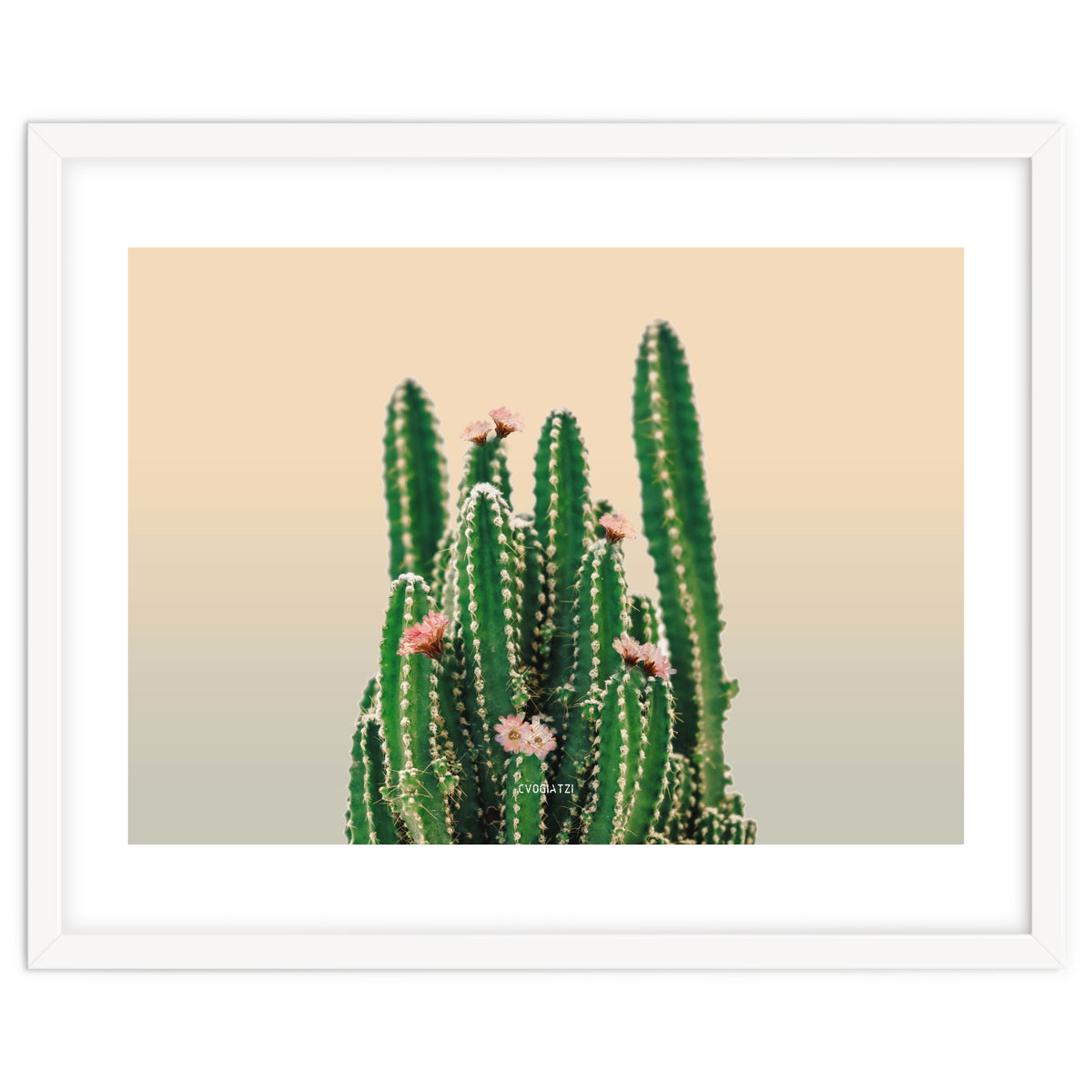 Flowered Cactus