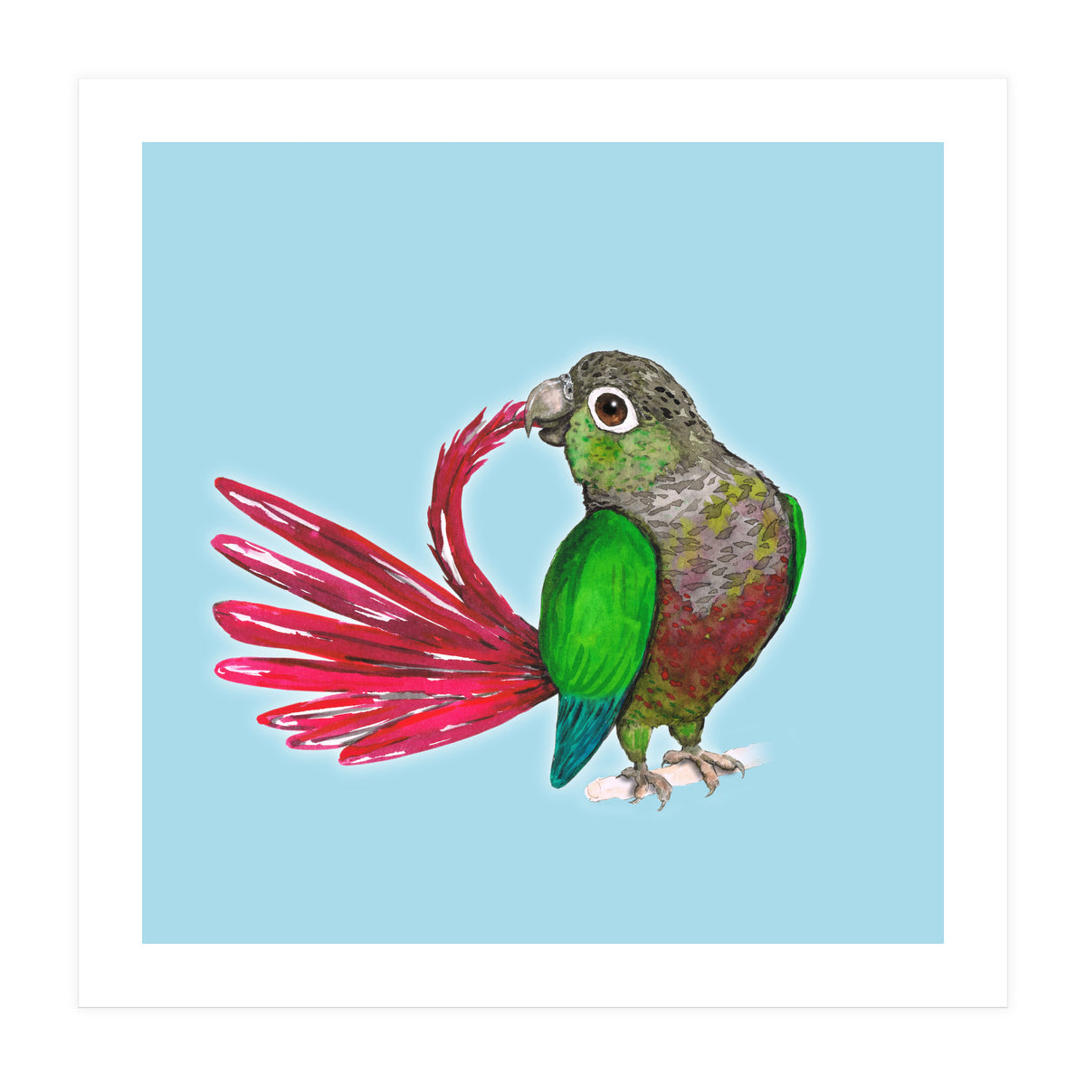 Preening green-cheeked conure (Print Only)