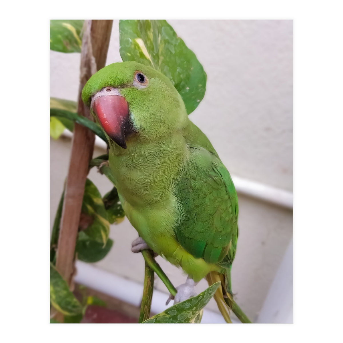 Posing Indian Parrot (Print Only)