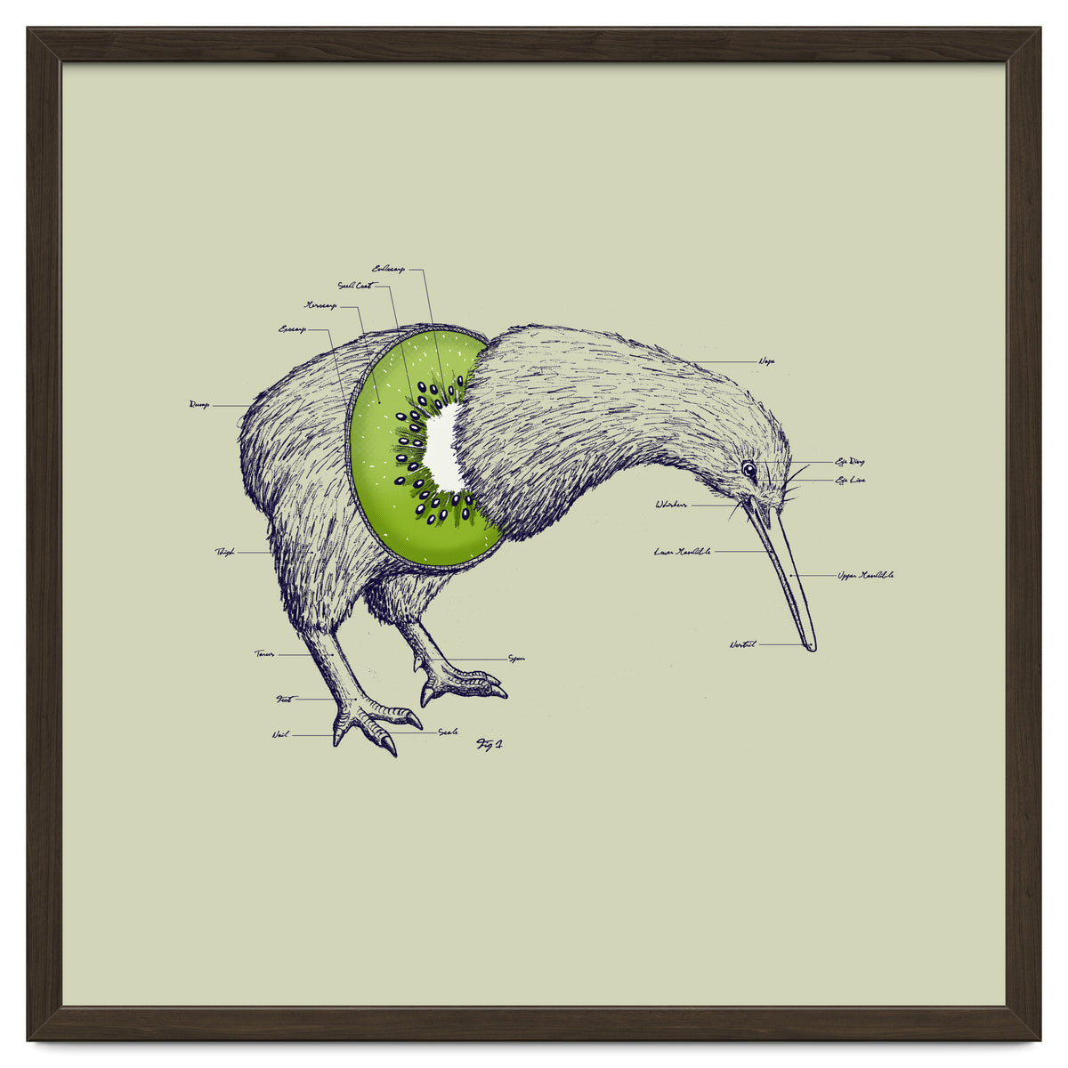 Kiwi Anatomy