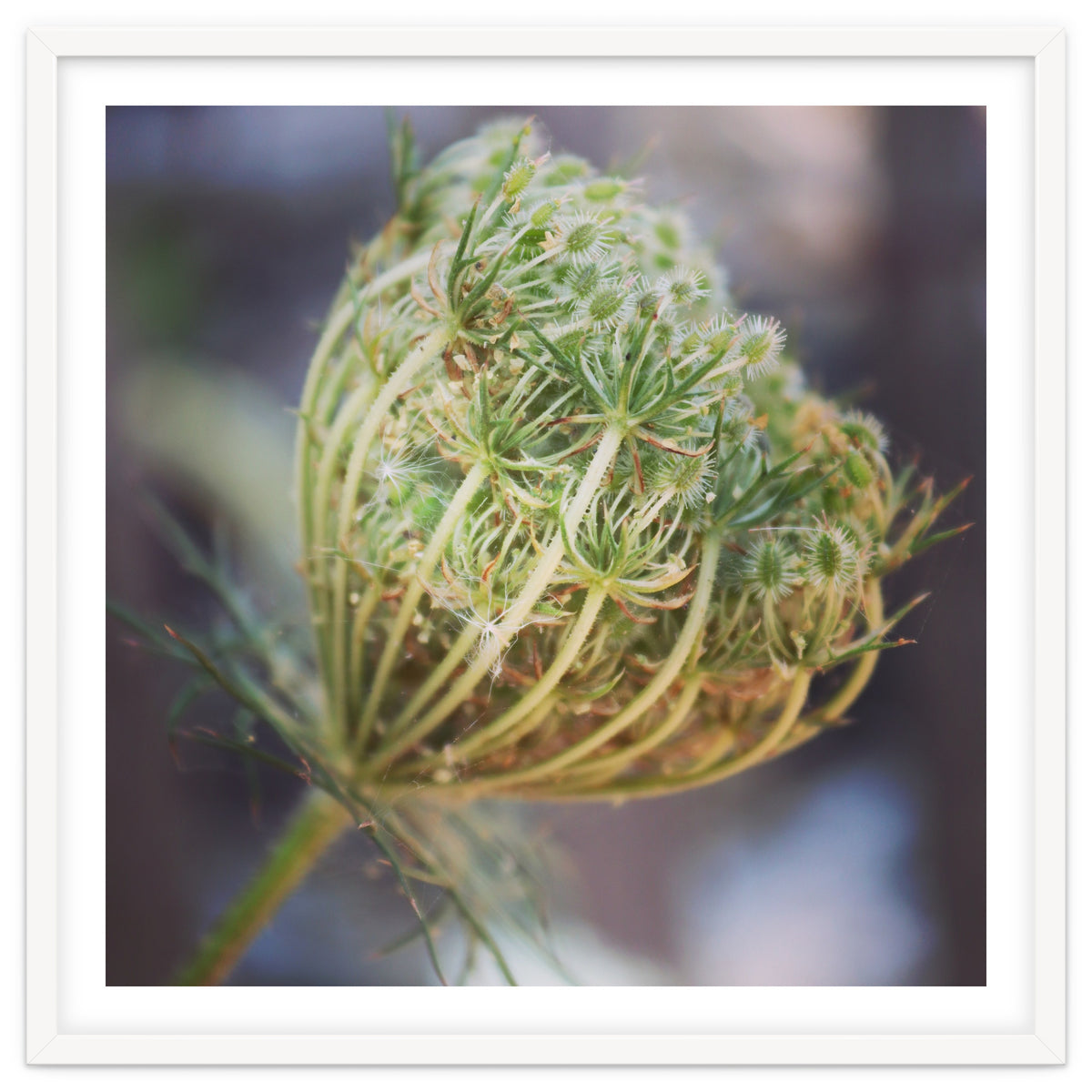 Seed head