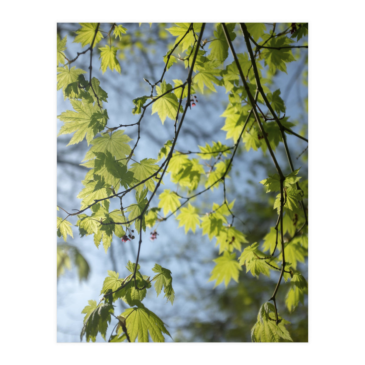 Wellbeing (Print Only)