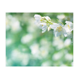 Nature (Print Only) thumbnail