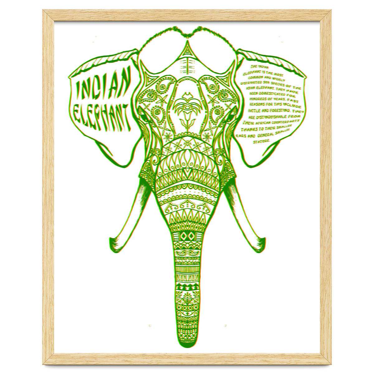 Indian Elephant