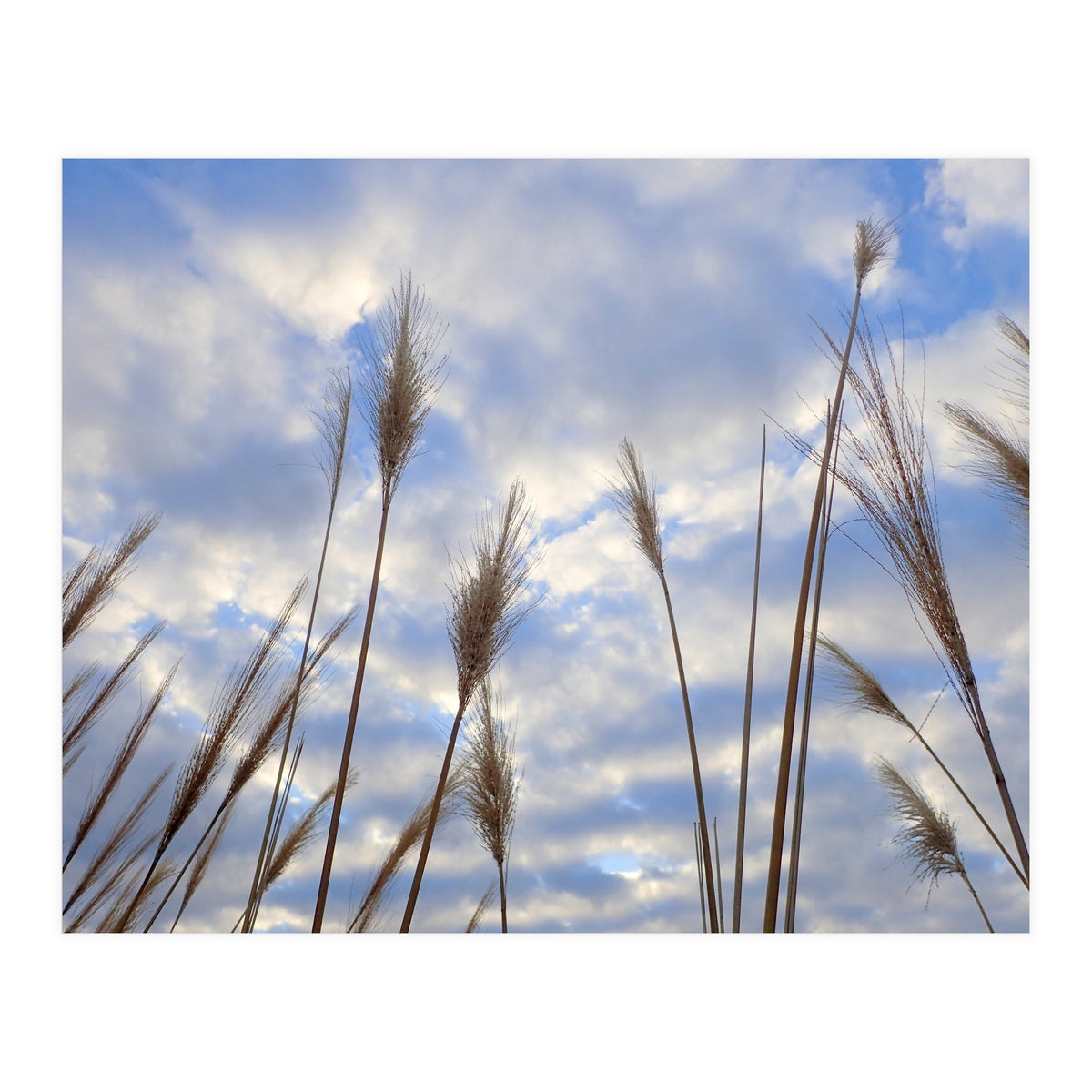 Autumn Grass (Print Only)