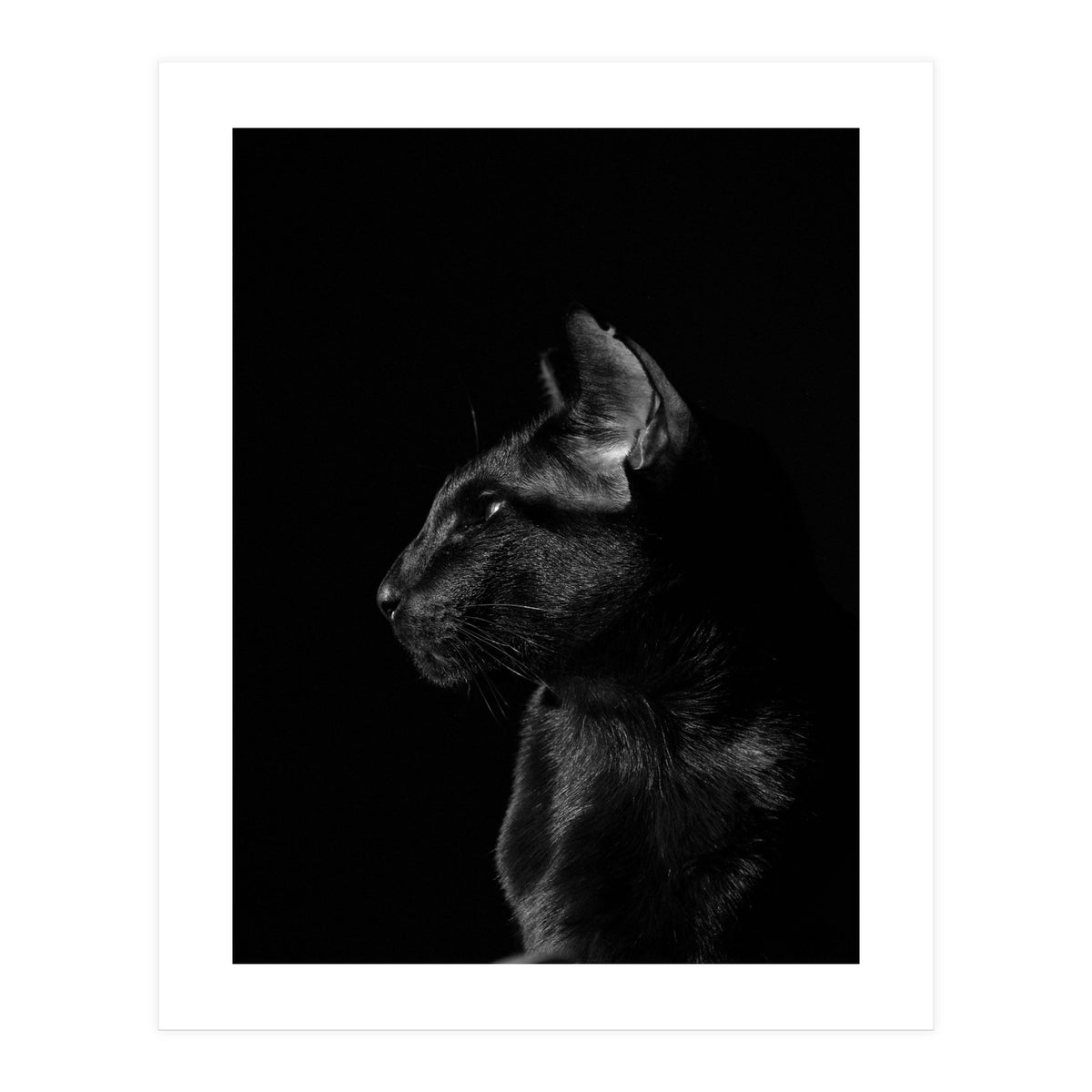 Black Cat (Print Only)