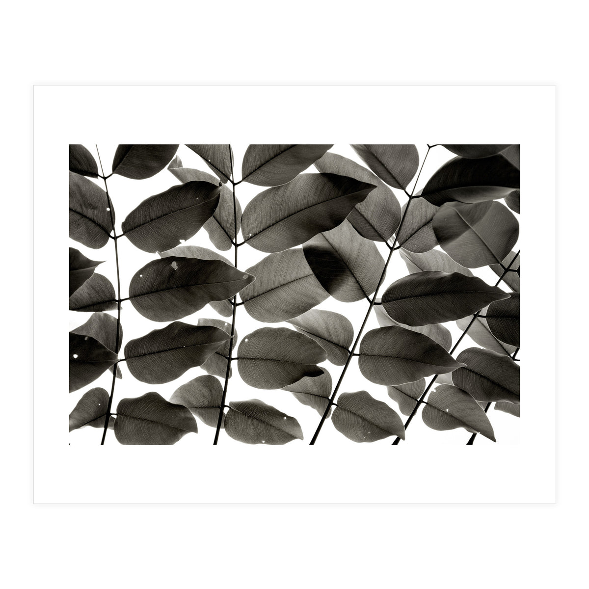 Branches and Leaves I (Print Only)