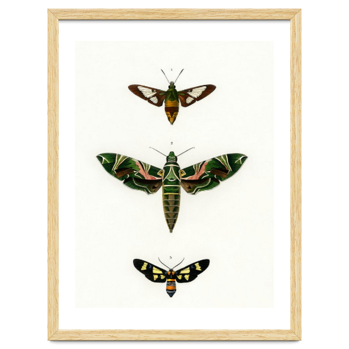 Different types of moths illustrated