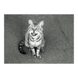 Cat (Print Only) thumbnail