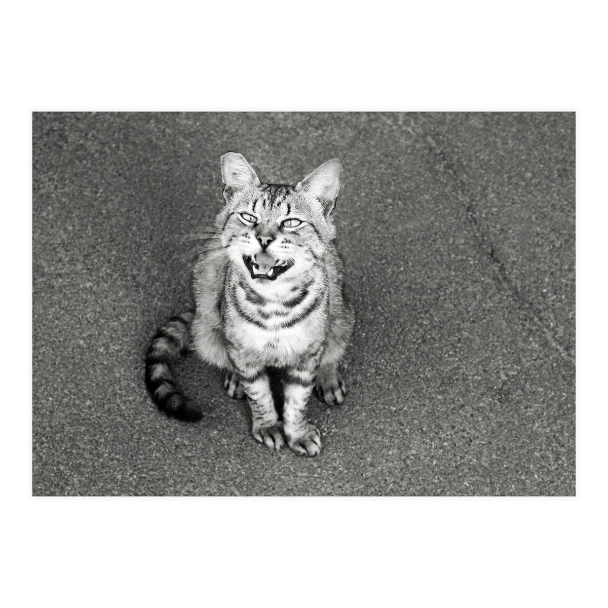 Cat (Print Only)