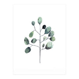 Botanical Illustration Eukalyptus (Print Only) thumbnail