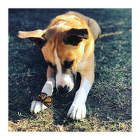 Cooper With Butterfly (Print Only)