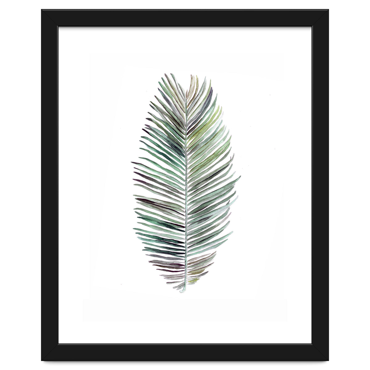 Botanical Illustration Cocos Palm