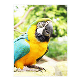 Parrot (Print Only) thumbnail