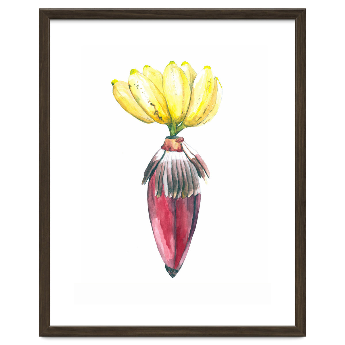 Botanical Illustration Banana