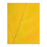 Autumn Leaf (Print Only) thumbnail