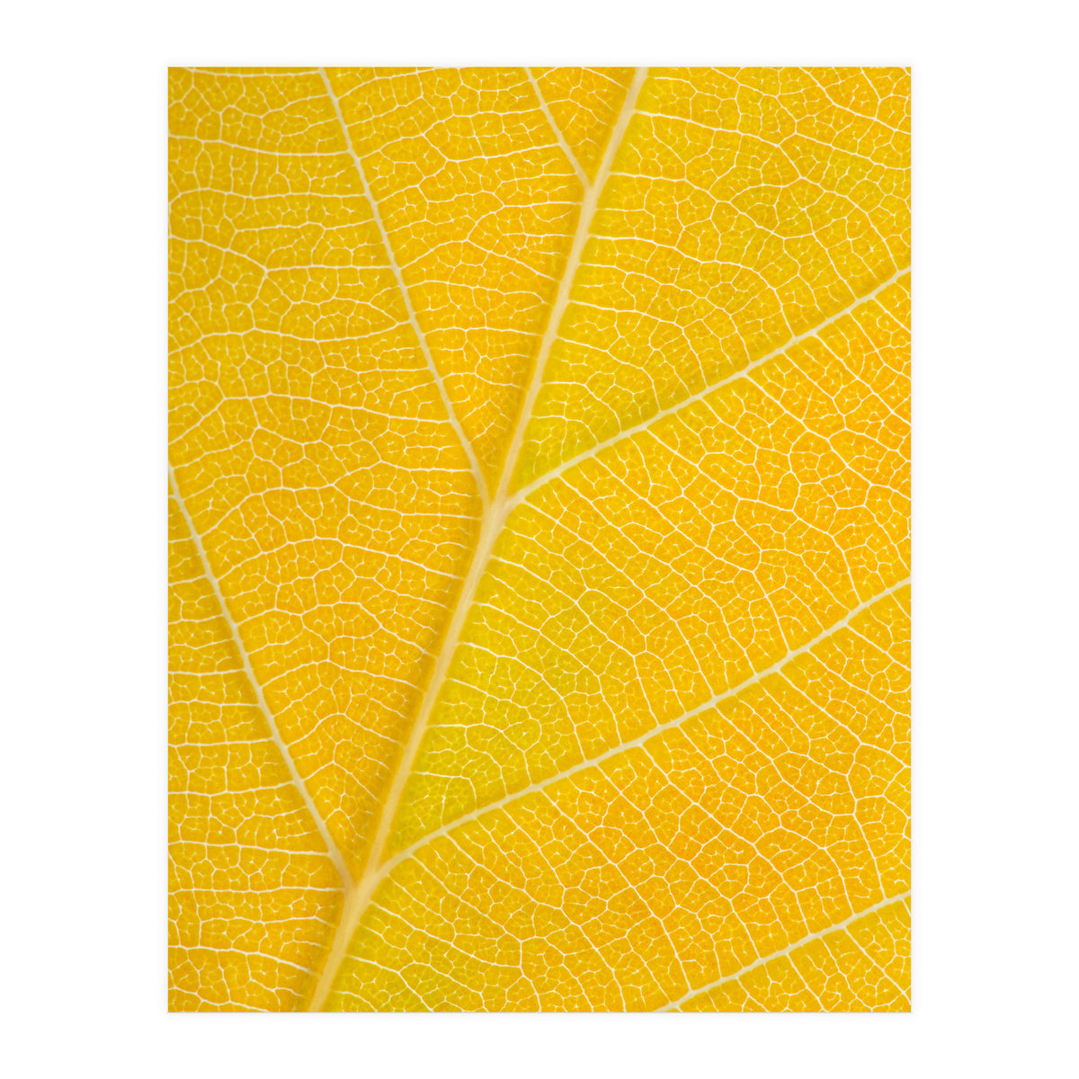 Autumn Leaf (Print Only)