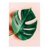 Monstera Shadow (Print Only) thumbnail