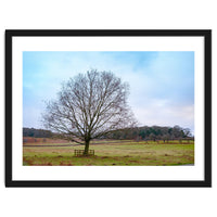 Young Oak Tree in Winter