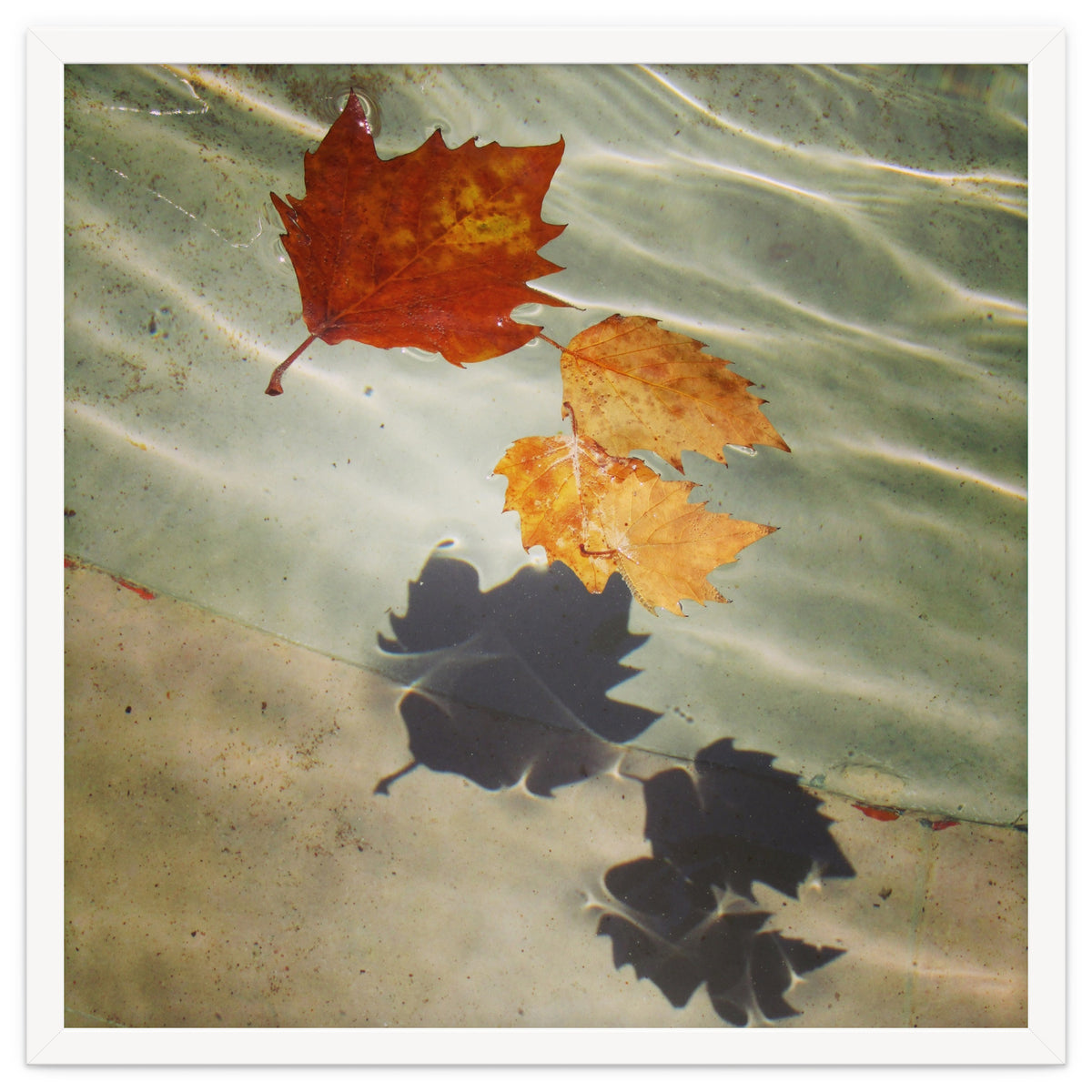 Floating leaves