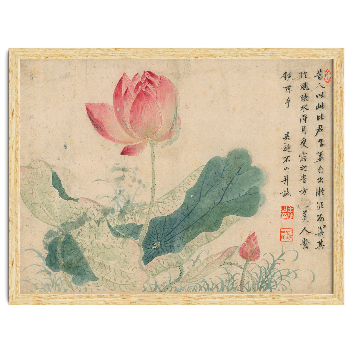 Qing Wangwu Flower album, lotus, lotus leaf, pond, copy of water grass