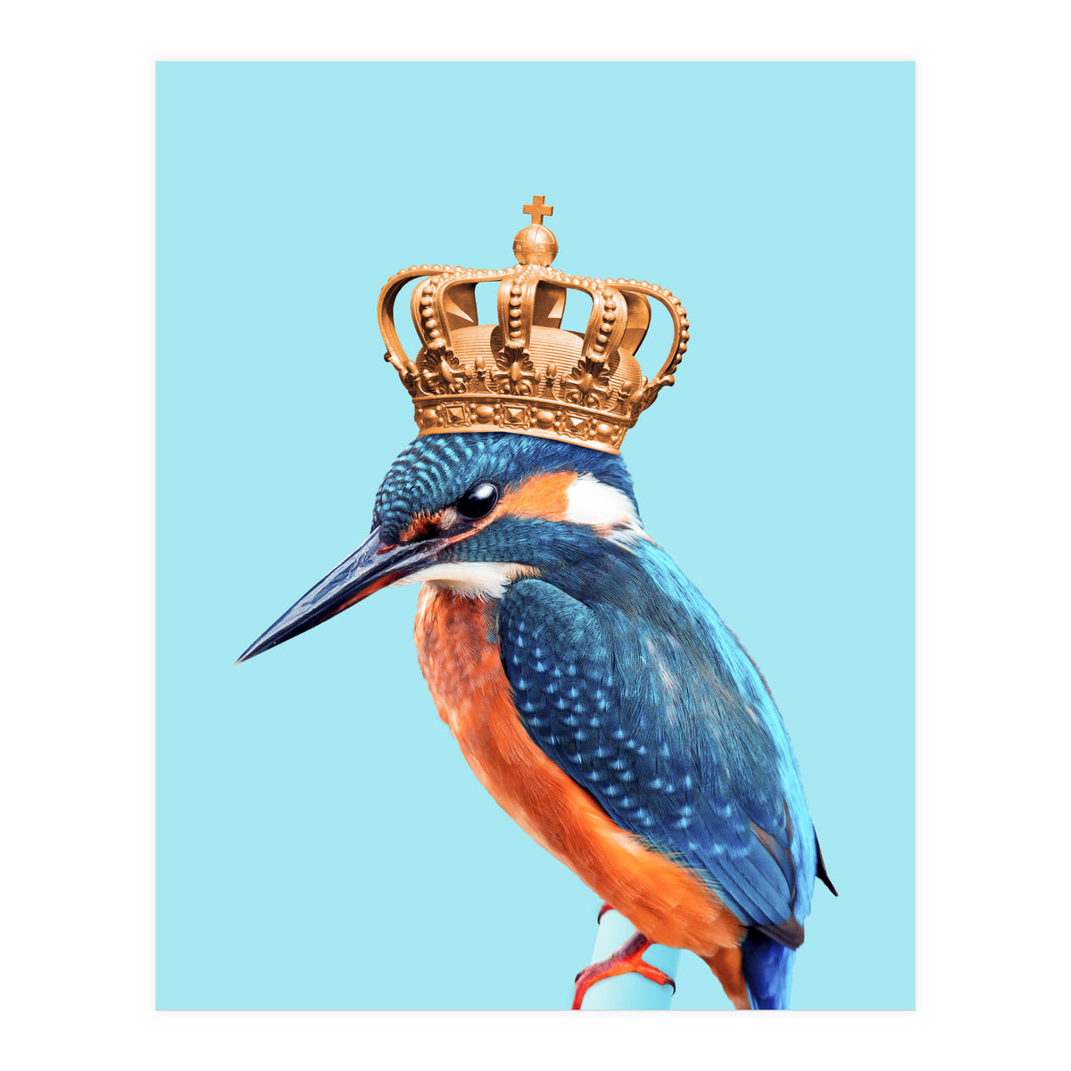 Kingfisher (Print Only)