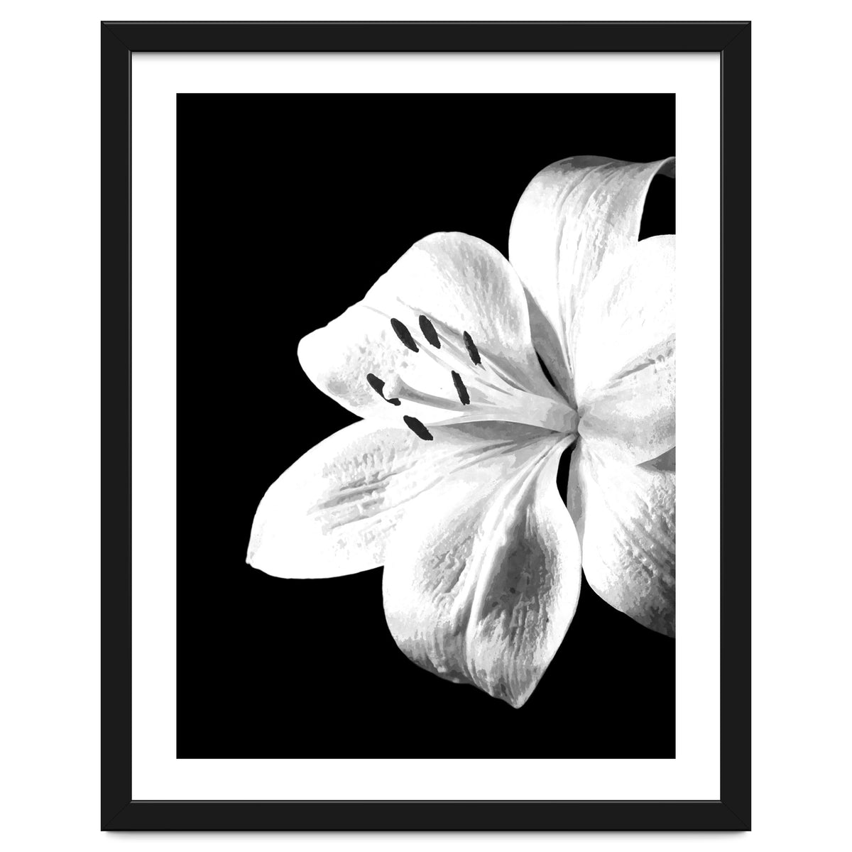 White Lily Black Background