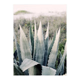 Pale Agave  (Print Only) thumbnail