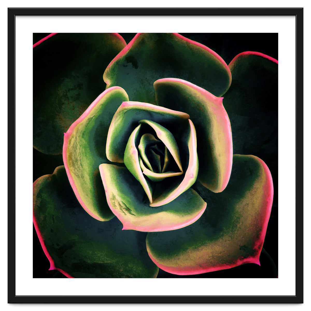 DARKSIDE OF SUCCULENTS XV